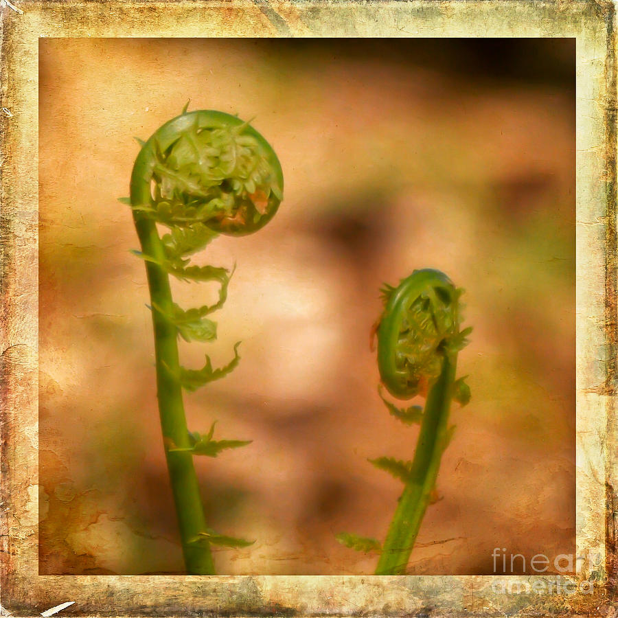 Fiddlehead Ferns Photograph by Kerri Farley