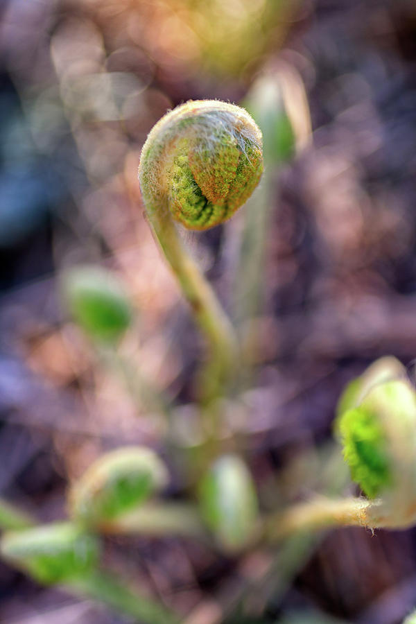 Spring Photograph - Fiddlehead by Rick Berk