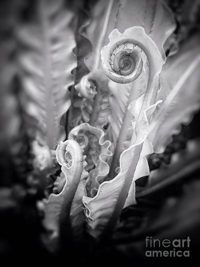 Black And White Photograph - Fiddleheads by Chris Scroggins
