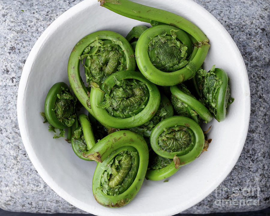 Fiddleheads from above Photograph by Edward Fielding