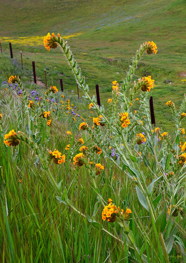 Fiddleneck and the Fence Photograph by Kathy Yates