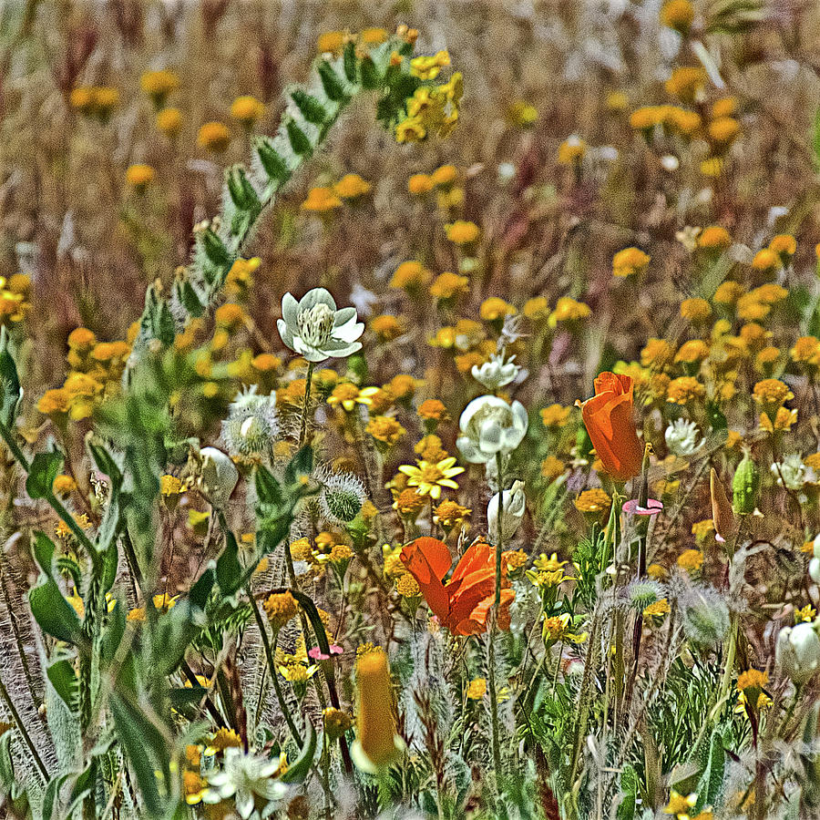 Fiddleneck, Cream Cups and Goldfields, and California Poppies in Antelope Valley CA Poppy Reserve  Photograph by Ruth Hager