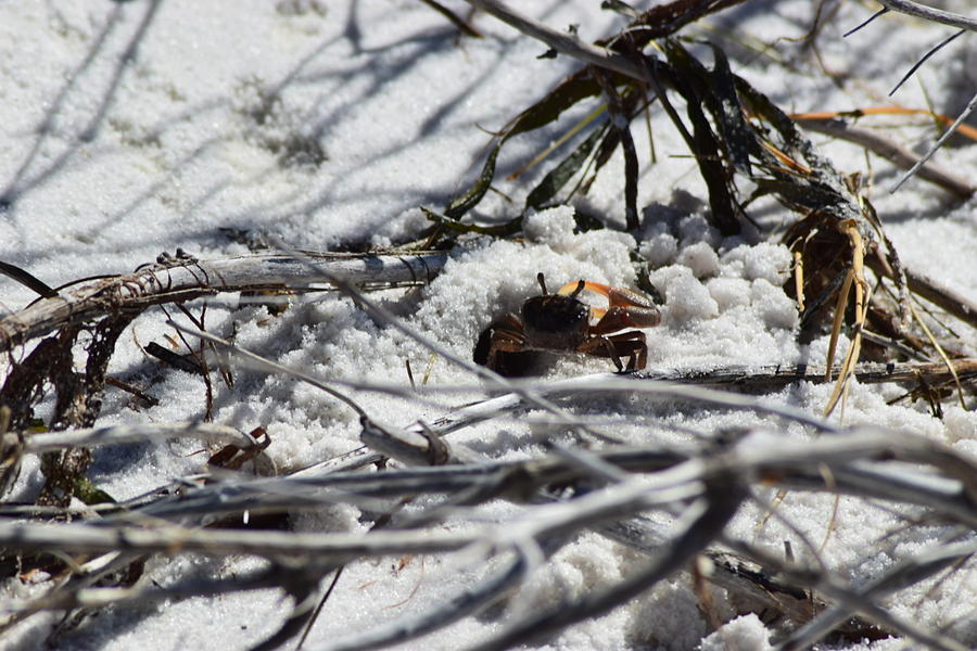 Fiddler Crab Defending his Home Photograph by Mary Houston - Fine Art ...