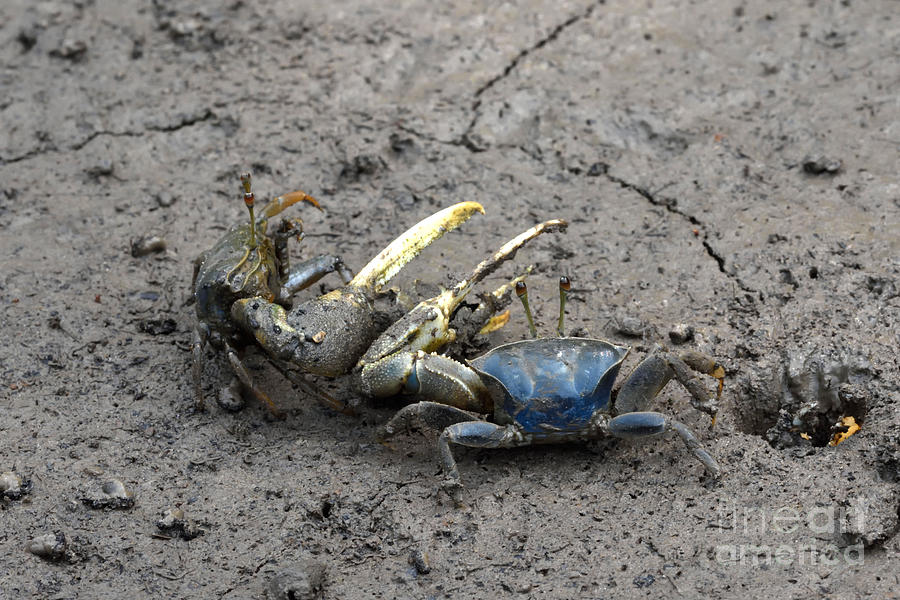 Fiddler Crab Fight Photograph by Fletcher & Baylis