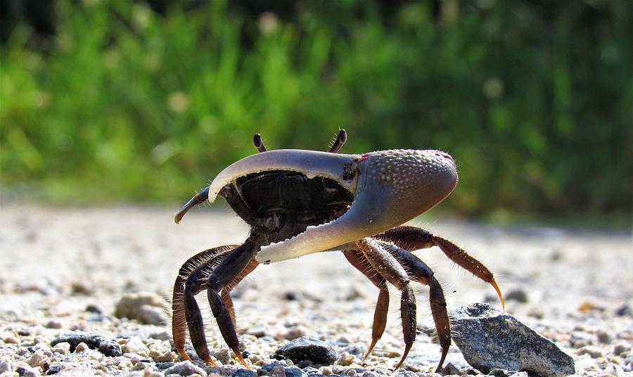 Fiddler Crab Photograph by Joshua Bales