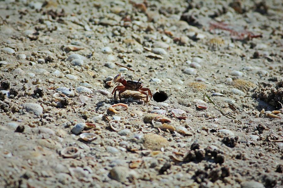 Fiddler Crab Photograph by Michiale Schneider