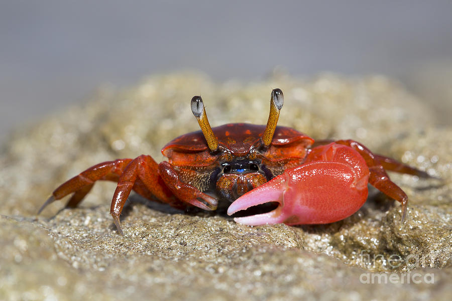 Wildlife Photograph - Fiddler Crab  Uca  On The Sand by Dave Fleetham