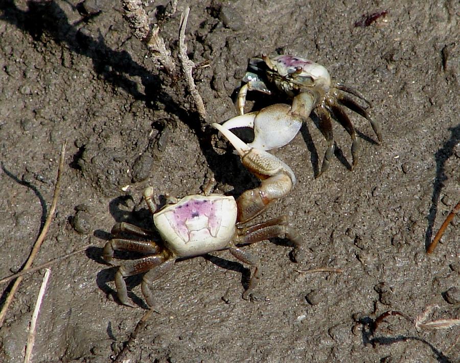 Fiddler Crabs Fighting 2 Photograph by Bruce W Krucke
