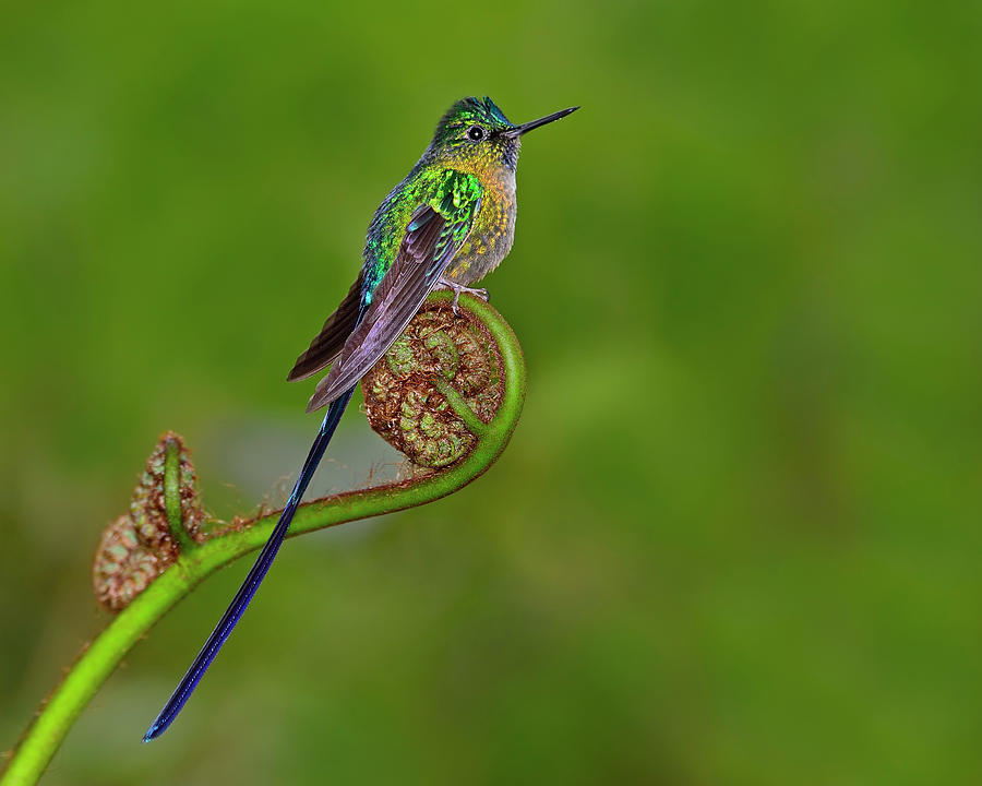 Hummingbird Photograph - Fiddling Around by Tony Beck