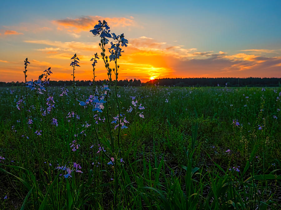 Field and Flower Sunset Photograph by Brad Boland