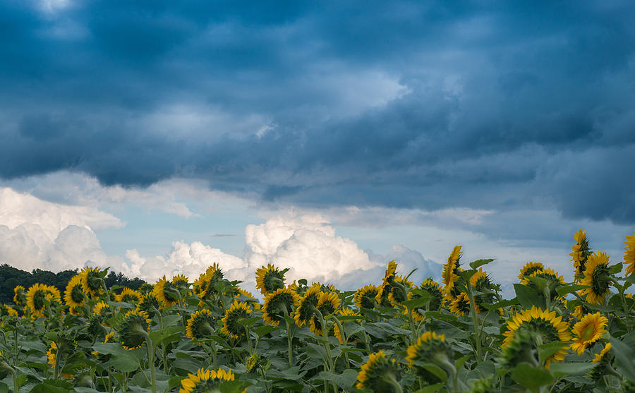 Field and Sky Photograph by Joye Ardyn Durham