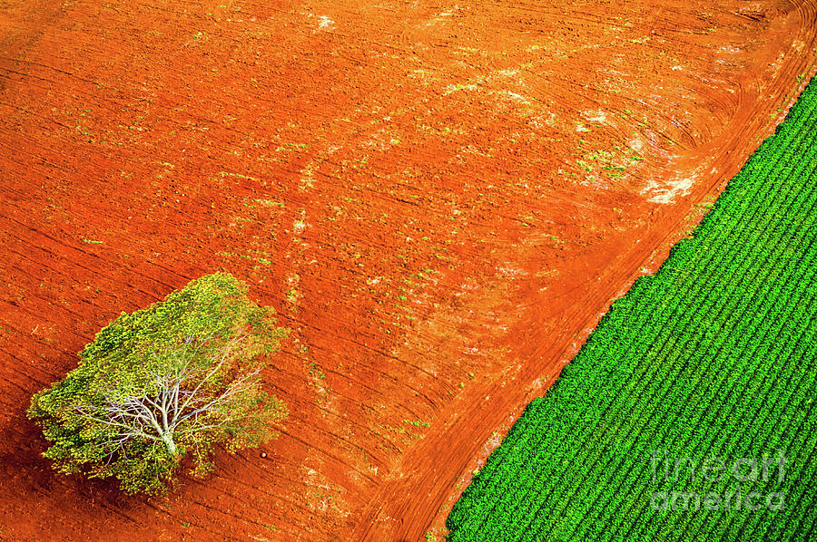 Hawaii Field and Tree Aerial View Photograph by M G Whittingham - Pixels