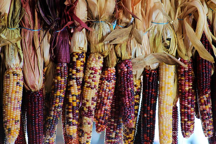 Field Corn Photograph by Robert Wilder Jr