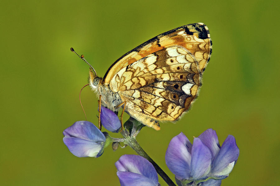 Field Crescent butterfly Photograph by Buddy Mays