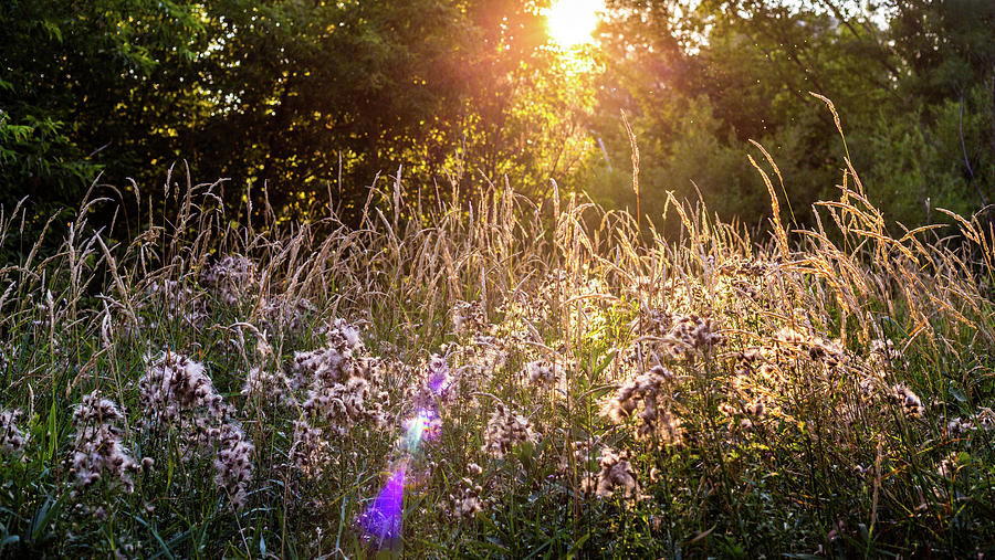 Field Faeries Photograph by Vincent Buckley - Fine Art America