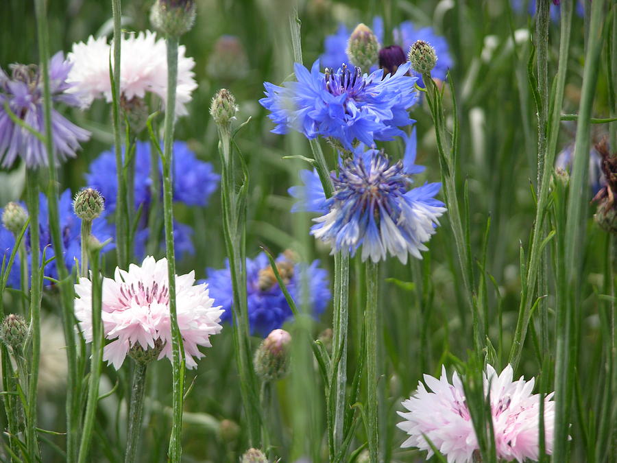 Purple Flowers Photograph - Field Flowers 1 by Ladonna Idell Purple Flowers Photograph - Field Flowers 1 by Ladonna Idell