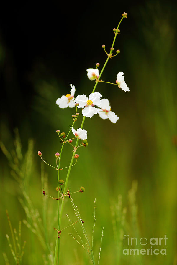 Nature Photograph - Field Flowers by Rick Mann