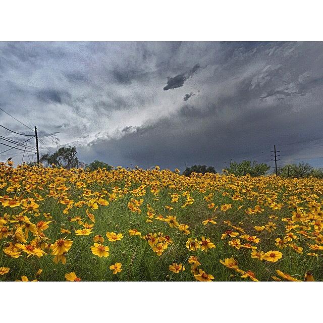 Flower Photograph - #field #flowers #yellow #landscape by Judy Green