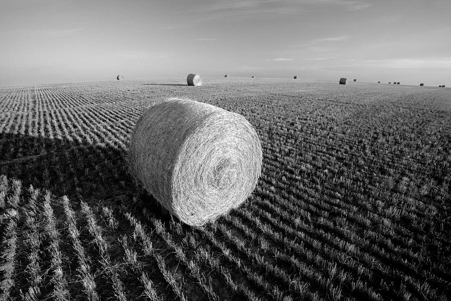 Field Full of Bales in Black and White Photograph by Todd Klassy