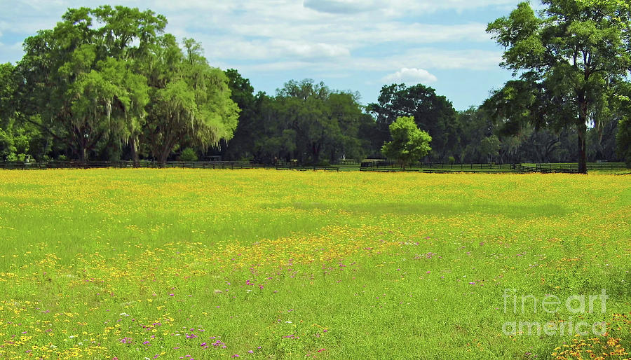 Field Full Of Wildflowers Photograph by D Hackett
