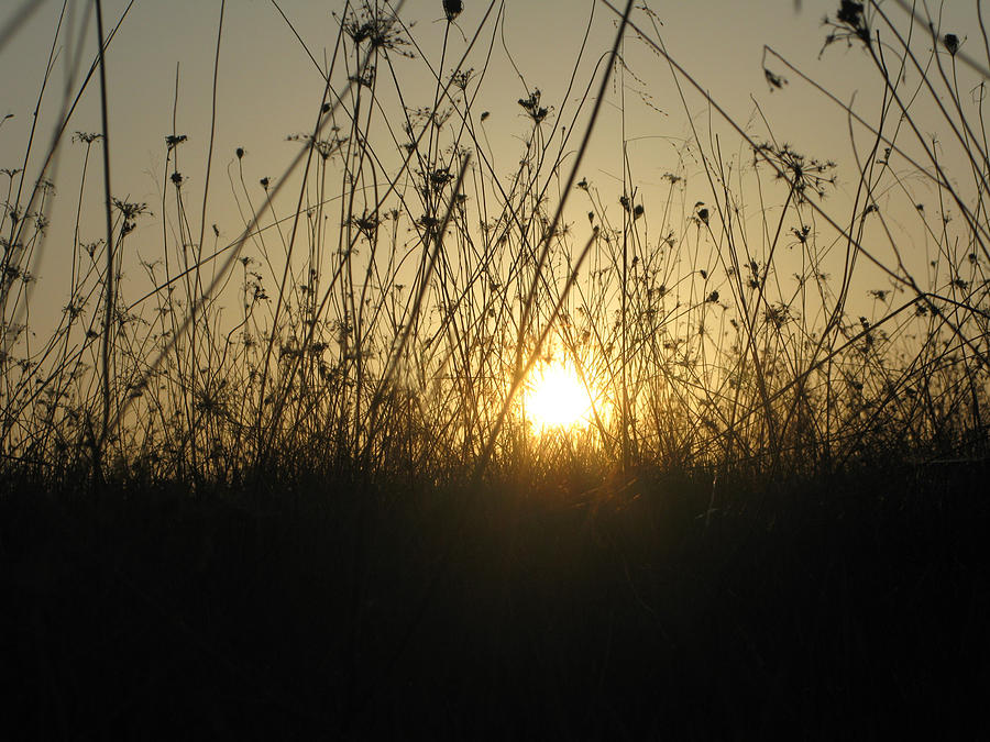 Sunset Photograph - Field Grass in the Sun by Martie DAndrea