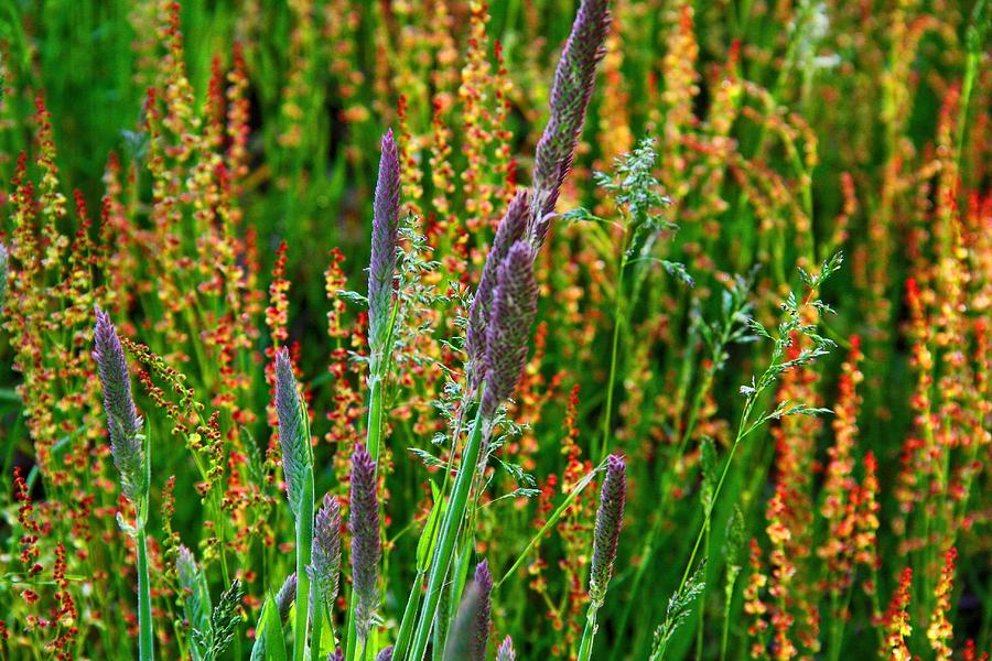 Field Grasses Photograph by Kathryn Meyer - Fine Art America