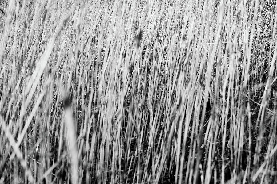 By The Lake Photograph - Field Grasses by Trance Blackman By The Lake Photograph - Field Grasses by Trance Blackman