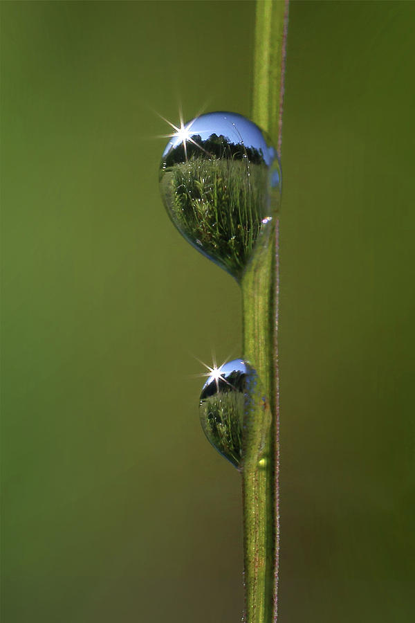 Field in Dewdrops Photograph by Rob Blair