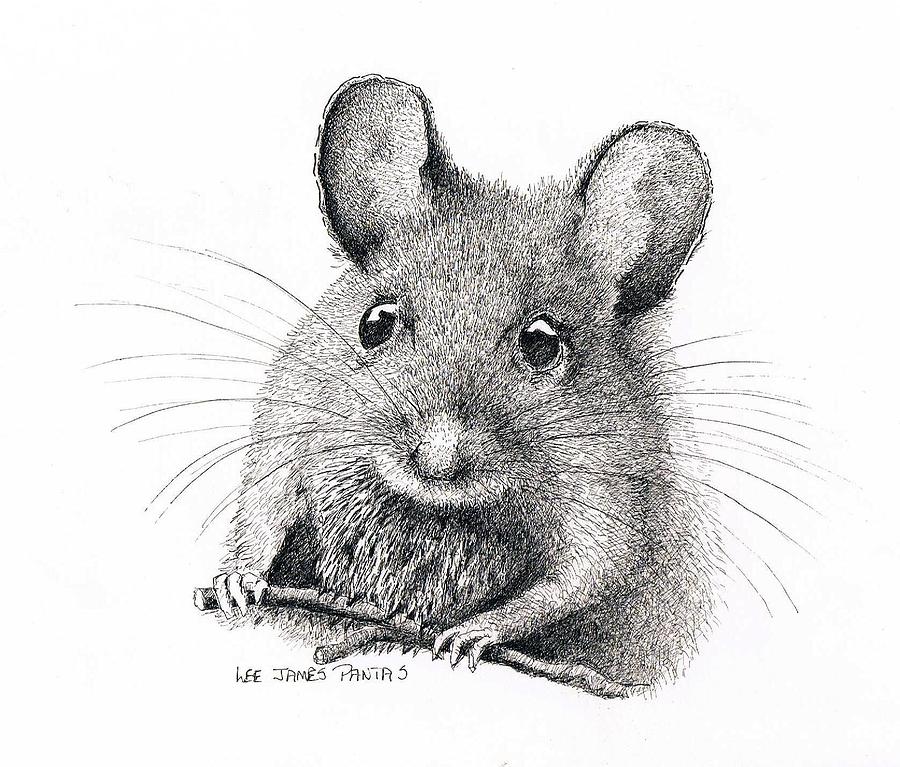 Best Sketch Field Mouse Drawing for Beginner