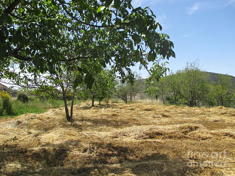 Field near Busquistar Photograph by Chani Demuijlder