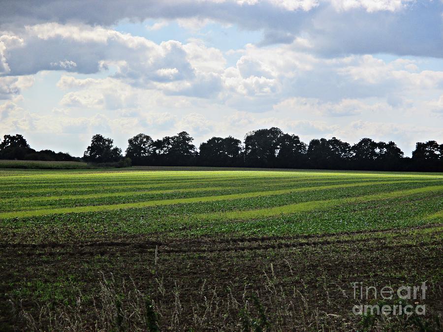 Field near Coswig Photograph by Chani Demuijlder
