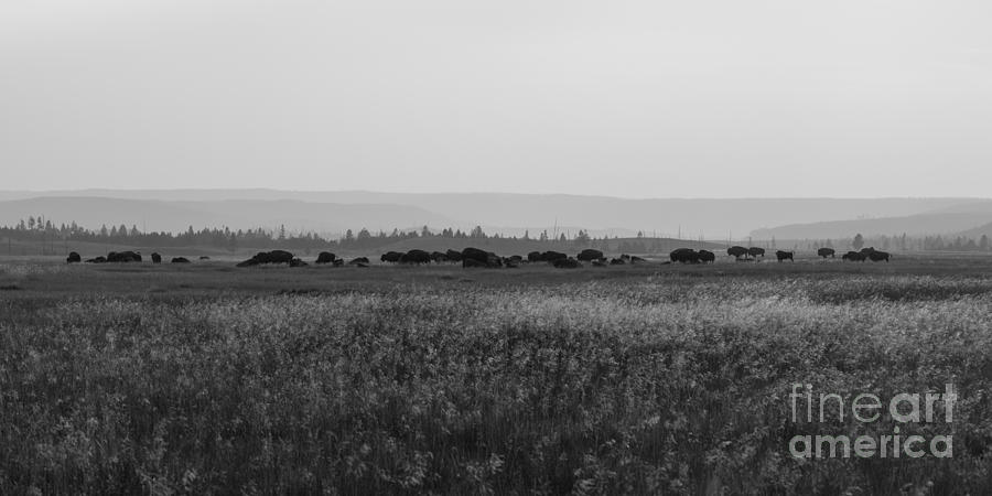 Field of American Bison BW Photograph by Michael Ver Sprill