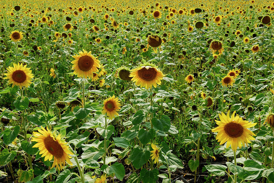 Field of backlit sunflower plants Photograph by Reimar Gaertner - Fine ...