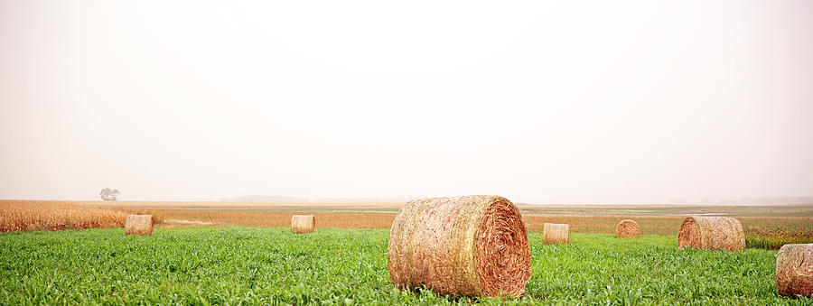 Field of Bales Photograph by Betty Morgan