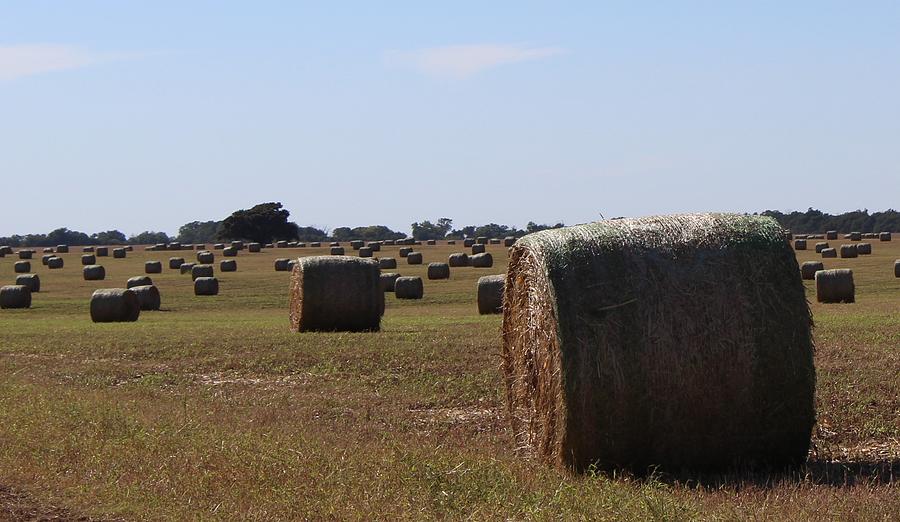Blue Photograph - Field of Bales by Weathered Wood