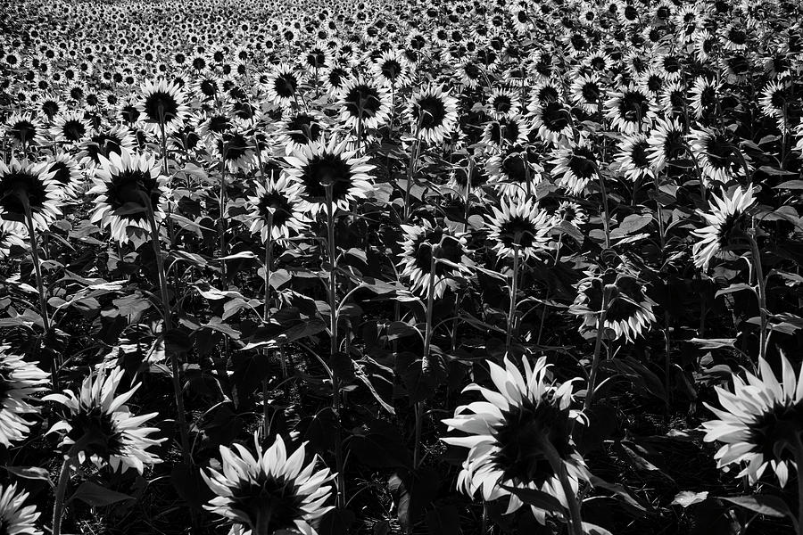 Field of blooming sunflowers in early morning light in black and Photograph by Karen Foley