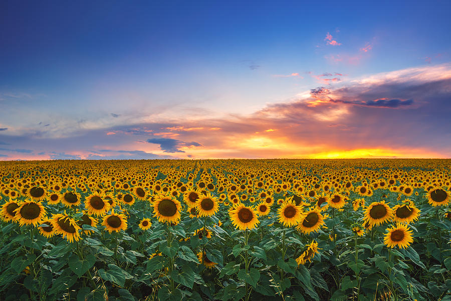 Field of blooming sunflowers on a background sunset Photograph by ...