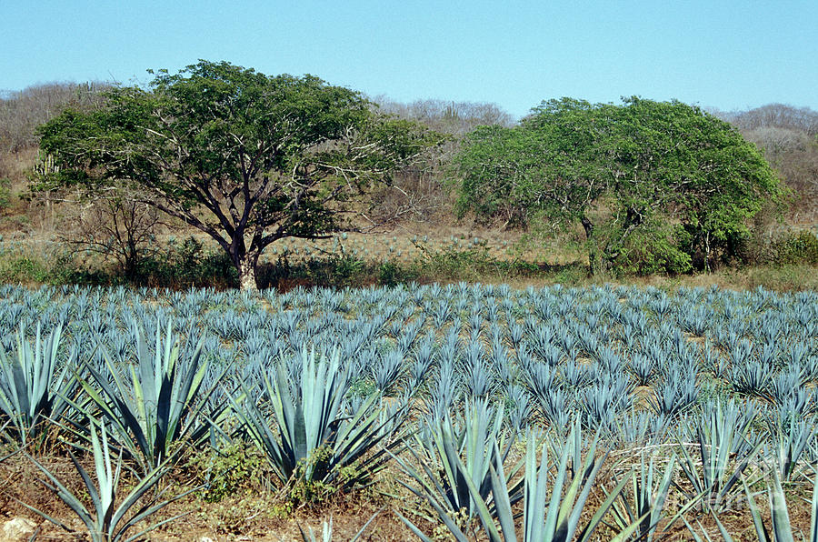 Field of Blue Agave Mexico Photograph by John  Mitchell