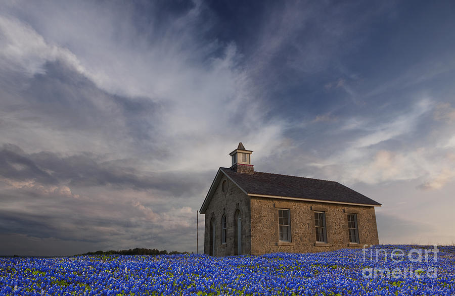 Field of Blue Bonnets Photograph by Keith Kapple
