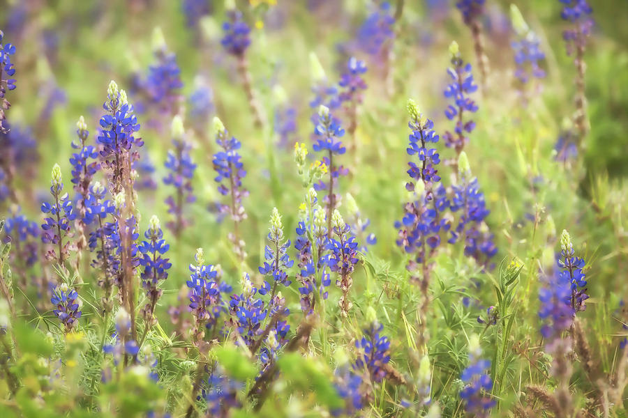 Flower Photograph - Field of Blue Lupines  by Saija Lehtonen