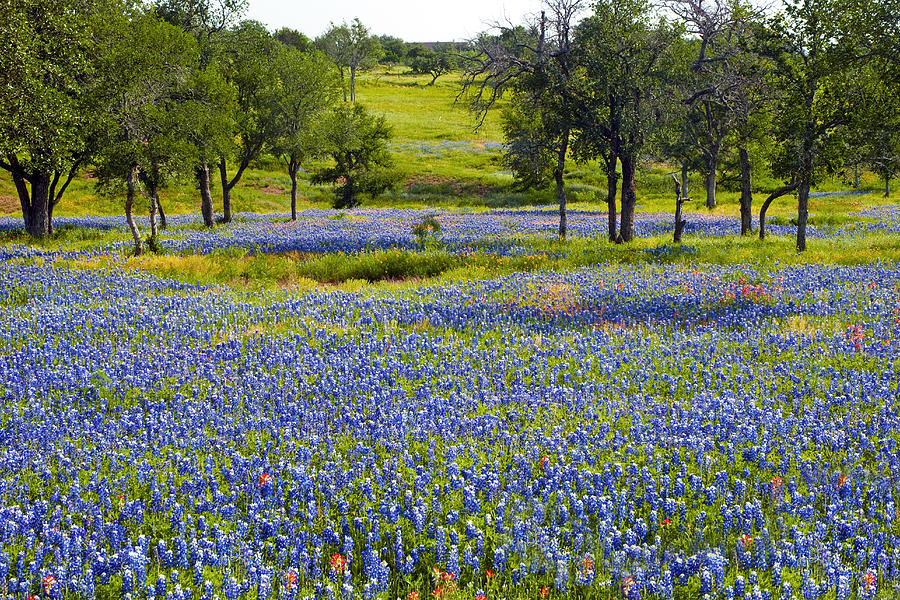 Field of Blue Photograph by Robert Anschutz - Fine Art America