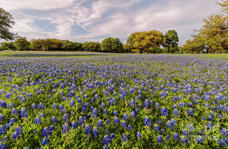 Field of Bluebonnets Caressed by the Afternoon Sun - San Marcos Texas Hill Country Photograph by Silvio Ligutti