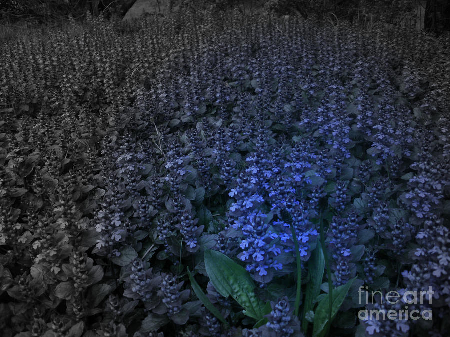 Field of Blues Photograph by Kristine Nora
