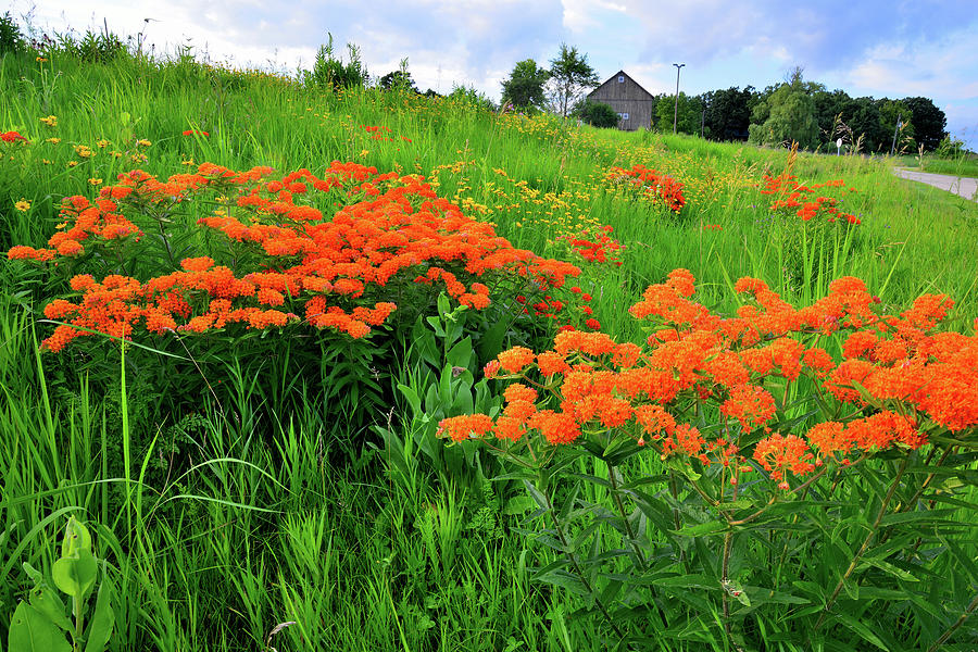 Field of Butterfly Milkweed in Glacial Park Photograph by Ray Mathis