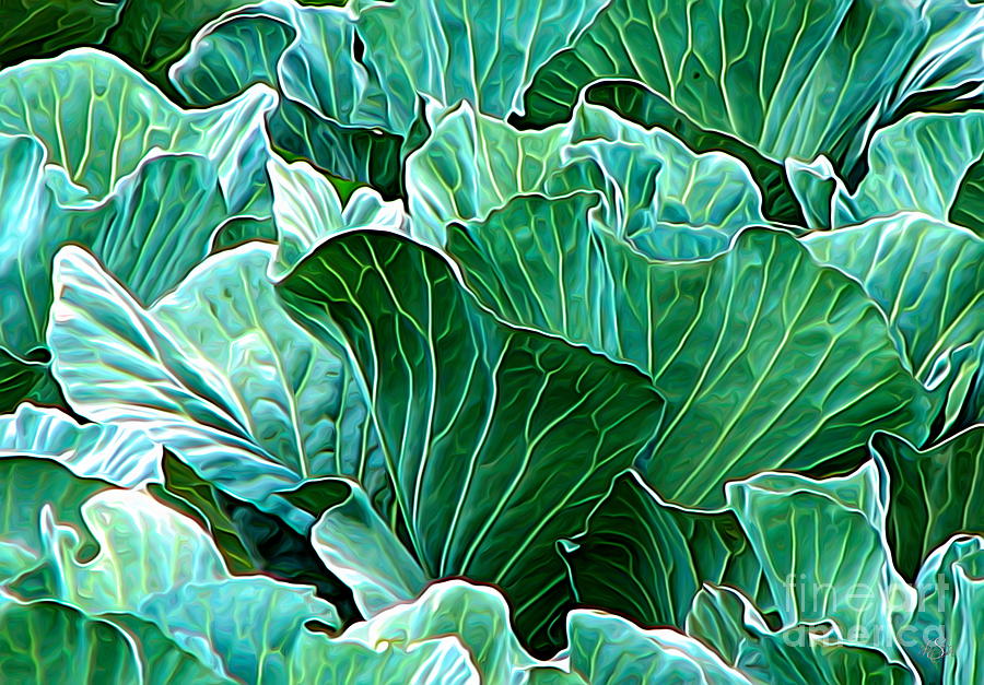 Field of Cabbages Expressionist Effect Photograph by Rose Santuci-Sofranko