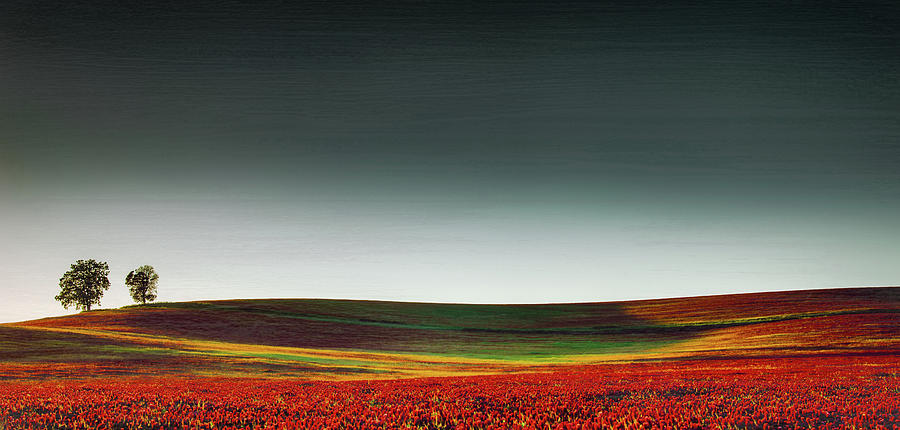 Field of Clover  Photograph by Don Schwartz