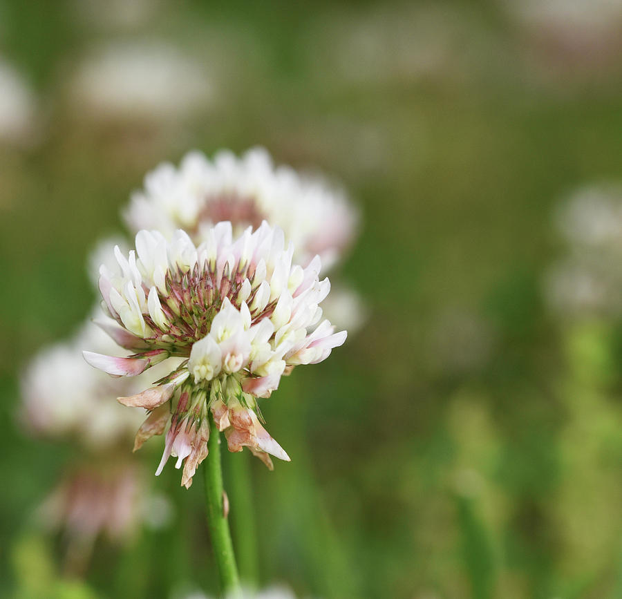 Field of Clover Photograph by Scott Phillips - Pixels