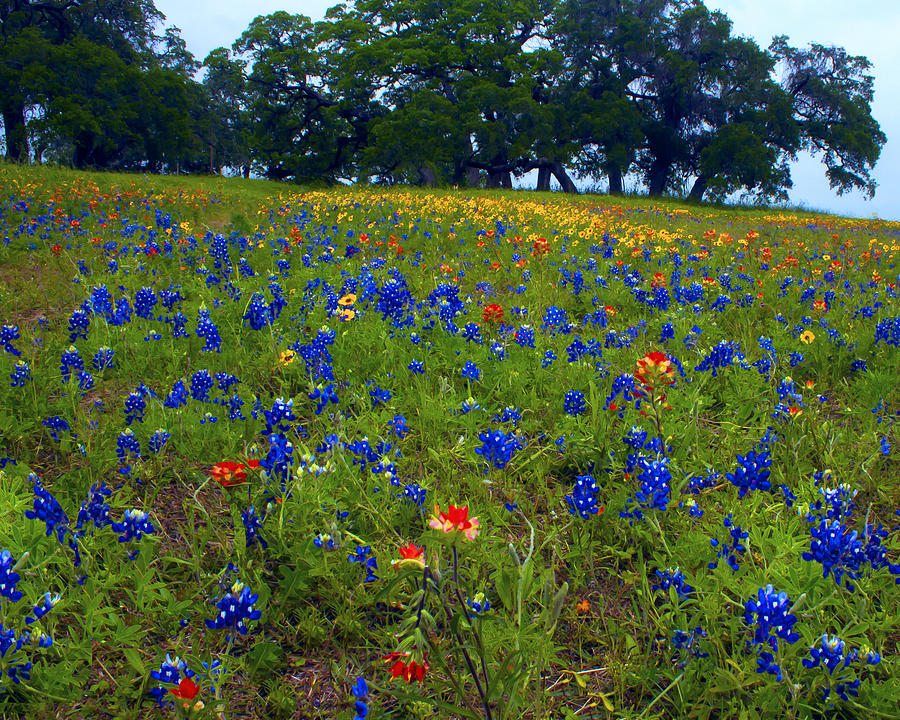 Field of Colors Photograph by Jim E Johnson