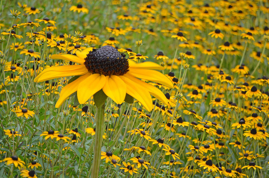 Field of Coneflowers Photograph by Sandi OReilly