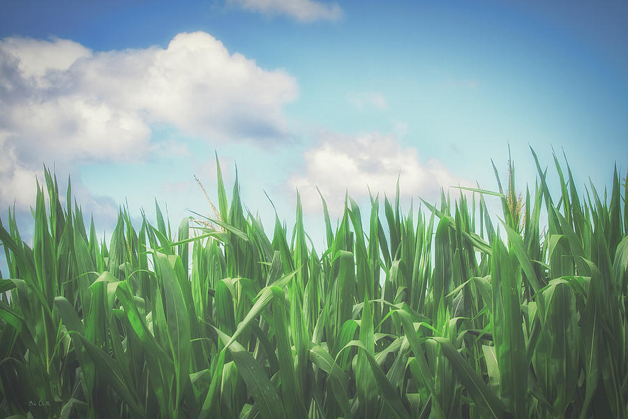 Field Of Corn Photograph by Bob Orsillo